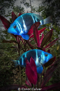 "Always In Pairs" When I'm diving, I've always noticed th... by Conor Culver 